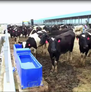 Réservoir d'eau automatique en <span class=keywords><strong>acier</strong></span> inoxydable <span class=keywords><strong>Abreuvoir</strong></span> durable pour bétail pour vaches chevaux poulets ferme <span class=keywords><strong>Abreuvoir</strong></span> pour animaux essentiels - Product Image 2