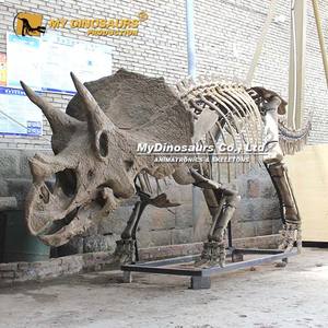 <span class=keywords><strong>Esqueleto</strong></span> de Dinosaurio <span class=keywords><strong>Triceratops</strong></span> 3D Realista para Exhibición en Museo, MY DINO DS-143 - Product Image 6