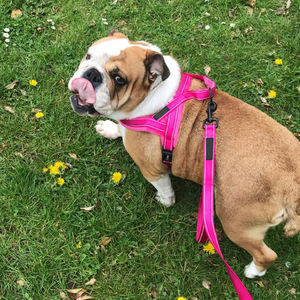 <span class=keywords><strong>Harness</strong></span> Anjing Fashionable Berbahan Nilon dengan Desain Vest dan Tali Tarik, Dapat Disesuaikan, untuk Penggunaan Luar Ruangan/Dalam Ruangan, Dogfavors HH725 Ribbons - Product Image 2