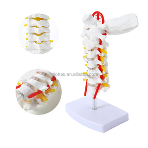 LHMTG02 1:1 تمثال هائل لعنق الفقرات الطبية البشري بجودة عالية مع نموذج للعضلات العصبية نموذج هيكل عظمي بشري نموذج لتعليم فقرات الفقرات الطبية - Product Image 2