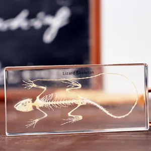 Real Animal Lizard Skeleton Resin Specimen Block Education Teaching Equipment For School Learning