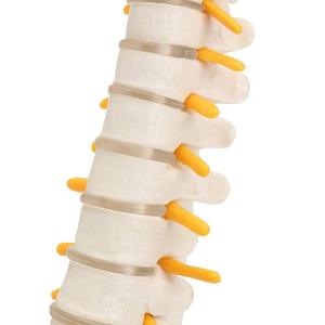 GelsonLab HSBM-110 45CM columna vertebral humana con un modelo pélvico anatómicos humanos anatomía columna modelo médico columna vertebral modelo - Product Image 6