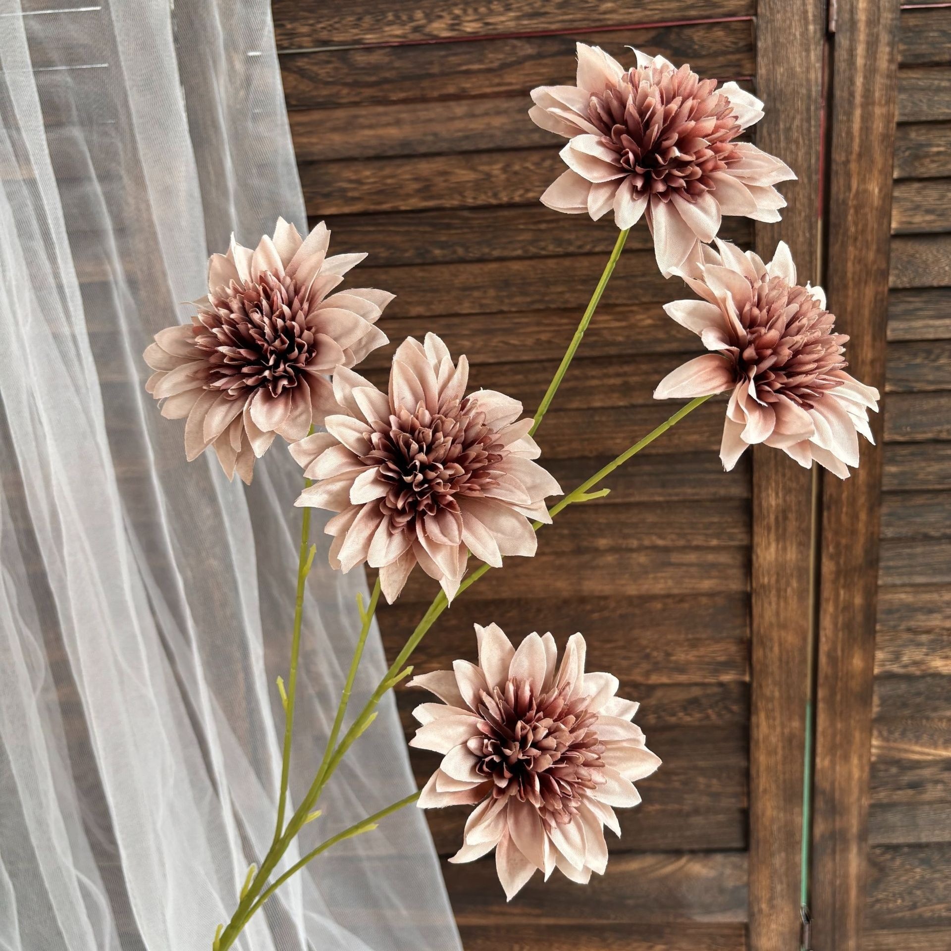 dahlia à 6 têtes