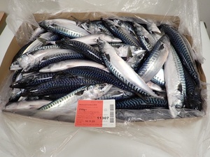 Nueva Temporada Atlantic Mackererl Noruega Origen Faroe Island Origin - Product Image 3