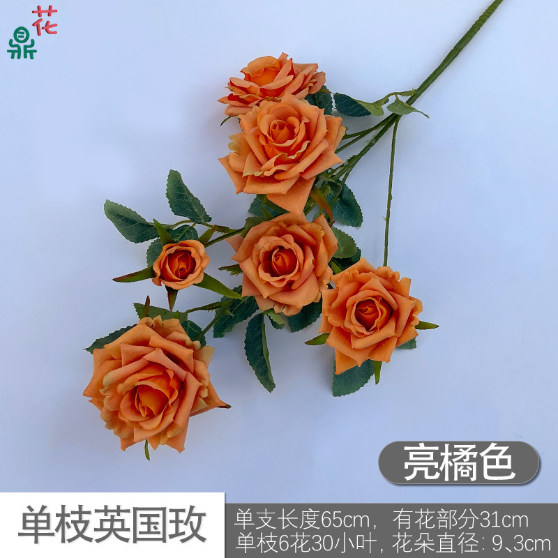 Rose britannique simple DG Bright Orange