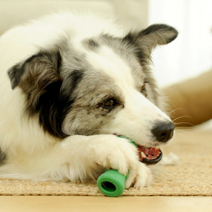 Çin fabrikada özel etiket tedavi dağıtım sert köpek oyuncaklar için agresif chechedoğal kauçuk kemik yeşil L - Product Image 5