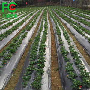 Film plastique agricole pour paillage de culture d'ananas - Product Image 1