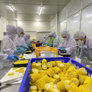 MAÏS SUCRÉ CONGELÉ IQF: JAUNE ROI, PRIX BON MARCHÉ, VENTE EN GROS DE L'USINE VIETNAM. - Product Image 1