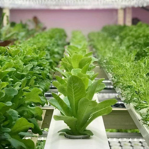 Commercial Large 10-Level Hydroponic NFT <b>Rack</b> System With Integrated Drainage Channels Design for Agricultural Greenhouses Hydro - Product Image 2