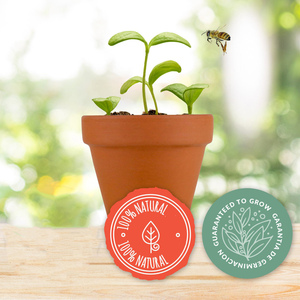 Kit de culture vertical intérieur classique Mini Forget-Me-Not Save the Bees Home Garden avec jardinières en <span class=keywords><strong>terre</strong></span> <span class=keywords><strong>cuite</strong></span> Pots de fleurs et jardinières - Product Image 5