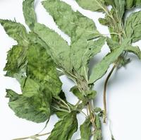 100% feuilles de menthe sèches naturelles menthe poivrée feuilles séchées granule en vrac prix de gros