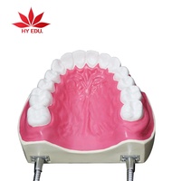 Modèle de dent dentaire médical soins Infirmiers modèle dent modèle d'allaitement