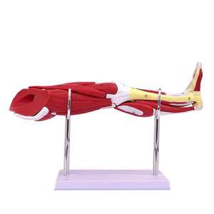 वियोज्य मानव पैर पेशी शरीर रचना विज्ञान मॉडल कम अंग पेशी चिकित्सा विज्ञान के लिए संरचनात्मक मॉडल - Product Image 3