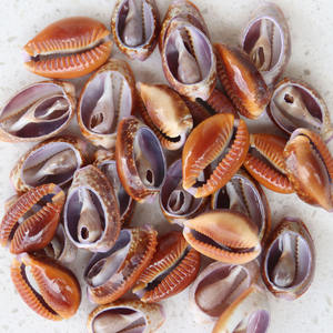 6 Estilos de Conchas Naturais Cowrie Cortadas, Acessórios de Joalheria Tribal DIY - Product Image 4