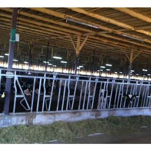 Cow Head-lock per Dairy Farm - Product Image 5