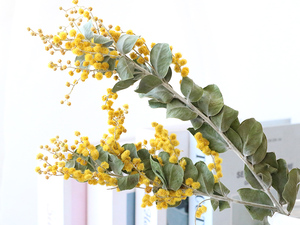 Flores amarillas <span class=keywords><strong>de</strong></span> secado al aire Natural, ramas secas <span class=keywords><strong>de</strong></span> <span class=keywords><strong>Acacia</strong></span>, <span class=keywords><strong>flor</strong></span> <span class=keywords><strong>de</strong></span> <span class=keywords><strong>Acacia</strong></span> seca - Product Image 5
