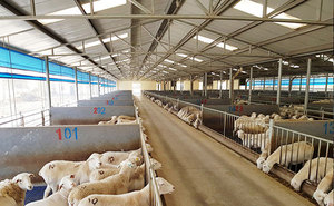 Construcción de estructura de acero para casa prefabricada de cabras y cobertizo de ovejas Kits prefabricados de Barndominium - Product Image 2