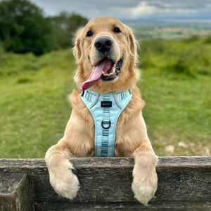 Individuelles Hundegeschirr-Set mit Halsband, Leine, Fliege, Kotbeutelspender und weiterem Haustierzubehör - Product Image 4