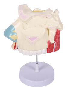 Медицинская наука анатомическая модель дыхательной системы человека - Product Image 5