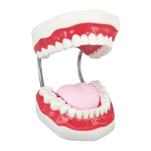 แบบจำลองฟันทางกายวิภาคพร้อมฟันพลาสติก 32 ซี่ อุปกรณ์การศึกษา - Product Image 1
