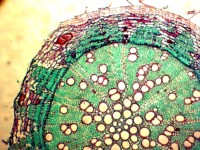 Uso didáctico Microscopio Diapositivas biológicas Raíz de Zea Mays Ciencia médica Diapositivas preparadas en botánica Diapositivas preparadas investigación