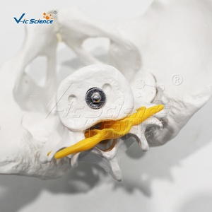 Modèle d'os pelvien masculin avec 2 vertèbres lombaires, taille réelle, en PVC, pour la formation en chiropratique, certifié CE ISO ROHS CNAS - Product Image 4