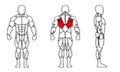 Vente directe usine : Appareil de musculation à dossier haut monofonctionnel, équipement de fitness durable de qualité stable et à prix compétitif - Product Image 3