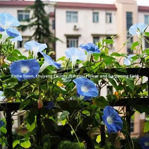 Grote Morning Glory Zaden Olie Klimplant Hangende Balkon Patio Hekwerk Internet Hit Hot Item - Product Image 2