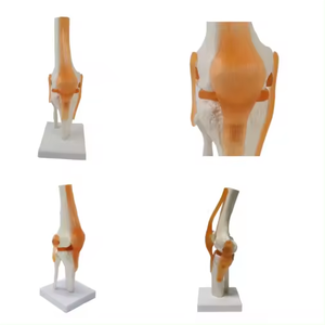 Modelo avanzado <span class=keywords><strong>de</strong></span> Anatomía <span class=keywords><strong>de</strong></span> articulación <span class=keywords><strong>de</strong></span> <span class=keywords><strong>rodilla</strong></span> humana <span class=keywords><strong>de</strong></span> tamaño real con <span class=keywords><strong>ligamentos</strong></span> para ciencia médica - Product Image 3