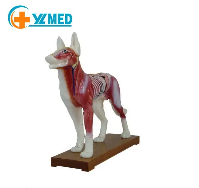 Animal Acupuncture model Canine Dog Acupuncture Model for Veterinarian's Reference