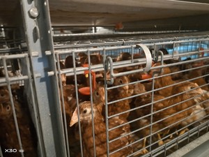 Système de cage à poulets de type H économique et durable avec alimentation entièrement automatique, élimination du fumier et contrôle environnemental - Product Image 6