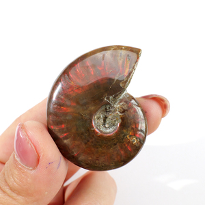 Vente en gros de coquilles d'ammonites naturelles avec iridescence arc-en-ciel, spécimens d'ammolites polies pour la guérison, la décoration intérieure et la collection - Product Image 6