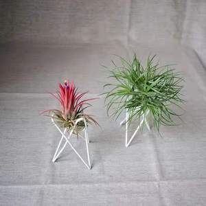 Support Simple de fil de fer en fer, support de <span class=keywords><strong>plante</strong></span> à air, thnsia, bon marché - Product Image 2
