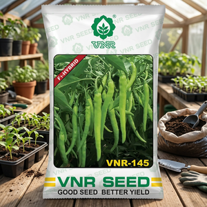 บริษัท วีเอ็นอาร์ ซีดส์ จำกัด เมล็ดพริกไฮบริด VNR-145 F1 (มิร์ชี) ความเผ็ดสูง 7-14 วัน งอกได้ใน 1.2-1.4 วัน สำหรับโรงเรือนเกษตร - Product Image 5