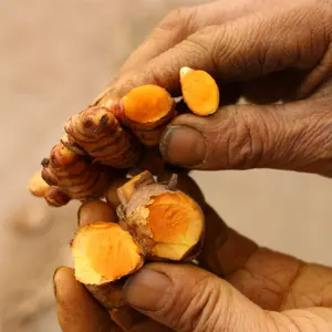 Oruga umérica de 40 y 80 cm, urmérica de arroz