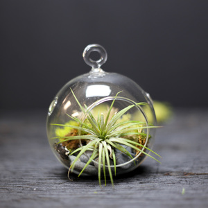 Bestes Geschenk Herb Garden Kit Glas Terrarium Vase Lebhaftes Reptil Mini Terrarium Kinder Pflanze Kit Töpfe Hängendes Glas Pflanze Terrarium - Product Image 4