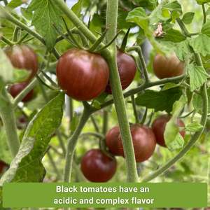 Sachet de graines de tomates anciennes non-OGM, variétés Black Cherry, Beauty, Savory, Salty, Favorites, suspendues, assortiment varié - Product Image 5