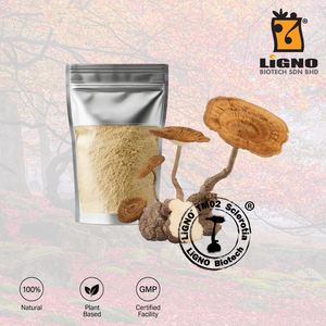 ผงสกัดเห็ดนมเสือ LiGNO TM02 จากผู้ผลิตที่เชื่อถือได้ของมาเลเซีย เหมาะสำหรับใช้เป็นวัตถุดิบสำหรับเครื่องดื่มและอาหารเสริม - Product Image 1