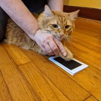 Empreinte de patte Clean Touch Ink Pad Chien ou Chat Propriétaire d'animal de compagnie Souvenir DIY Nez sans encre et Kit de fabrication d'empreintes digitales