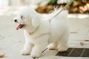 LAISSE Cuir et TISSU ITALIEN dorés pour propriétaires de chiens-Quincaillerie de finition dorée de qualité supérieure Laisse en tissu durable - Product Image 4