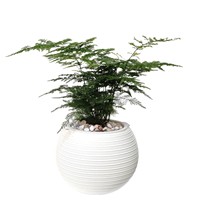Pot de fleurs auto-arrosant au design moderne, en résine plastique épaissie, pour culture en terre ou hydroponie, idéal pour la décoration créative de la maison et le jardinage de bureau.