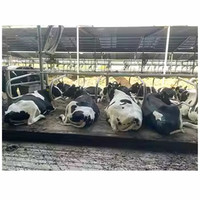 Matelas en caoutchouc pour vaches, durable, antidérapant, pour l'élevage laitier, litière pour bétail, matelas de repos imperméable pour bovins