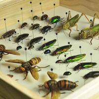 Kit promotionnel de 100 aiguilles à échantillons d'insectes avec tube pour la dissection des corps en entomologie en laboratoire scolaire - Vente chaude