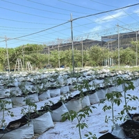 Sacs de culture en plastique HDPE blancs et noirs personnalisés pour graines et plantes, vente en gros à prix abordable pour les fabricants de jardins