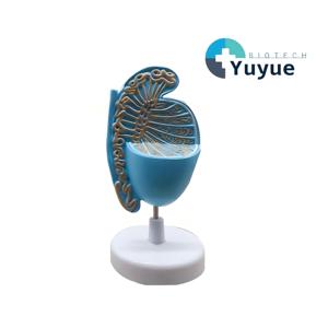 Menschliches Hoden-Anatomiemodell für Urologie - Abnehmbares Reproduktions-Lehrmittel - Product Image 1
