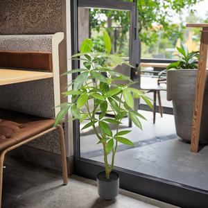 Árboles de dinero artificiales de alta calidad para árboles de dinero artificiales de interior planta de árbol de dinero Pachira - Product Image 2