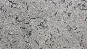 Granito Pulido Natraj Stonex Fish Grey en Losa Grande para Decoración de Paredes y Pisos de Cocina Moderna, Hogar y Hotel, India - Product Image 4