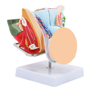 Modelos de órganos reproductores internos y externos masculinos; modelos anatómicos patológicos del aparato reproductor masculino; modelo testicular; modelo de pene. - Product Image 1