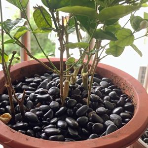 Directo de fábrica, piedra Natural negra de alto pulido, piedra de paisaje de roca de Río adoquín para decoración al aire libre - Product Image 4