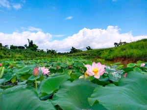 Semillas de loto secas enteras de nutrientes extremadamente altos Semillas de loto crudas de alta calidad para té, bebida después de mezclar con agua - Product Image 6